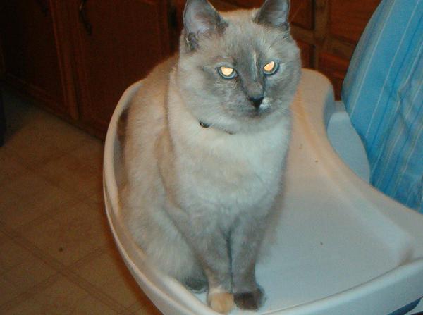 mykitty.jpg